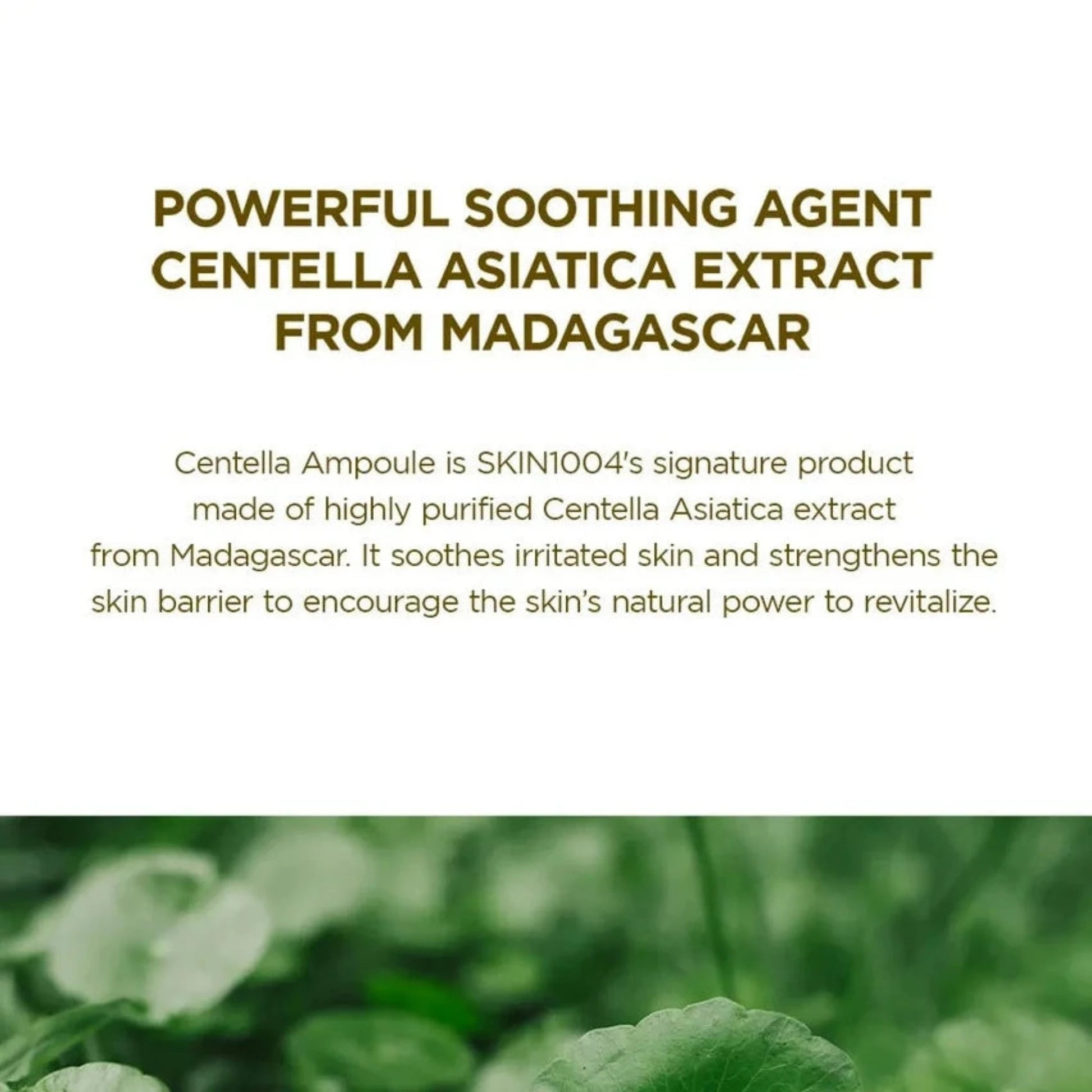Korean serum SKIN1004 Madagascar Centella Ampoule with 100% pure centella asiatica extract. This powerful serum soothes irritation, enhances deep hydration, and strengthens the skin barrier. Ideal for reducing redness and improving overall skin texture, it absorbs quickly to leave the skin calm, radiant, and revitalized.