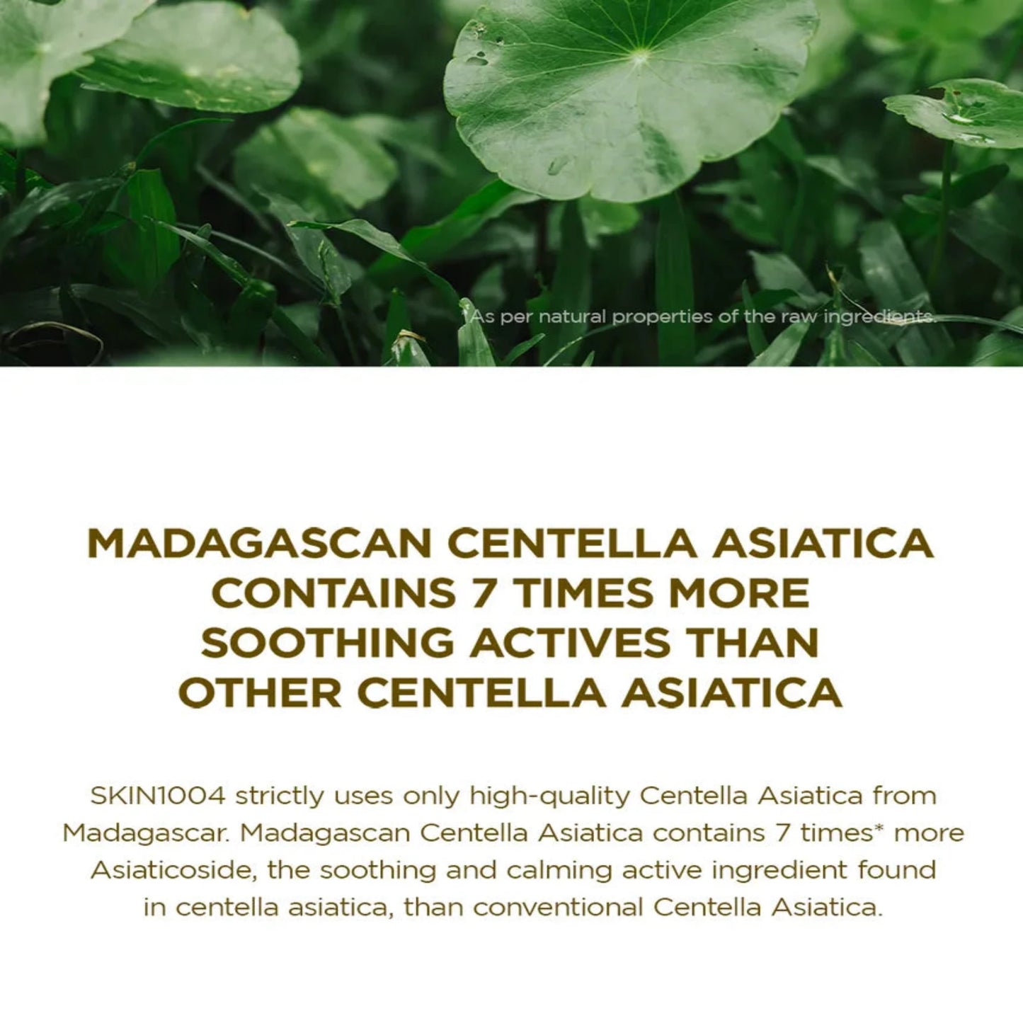 Korean serum SKIN1004 Madagascar Centella Ampoule with 100% pure centella asiatica extract. This powerful serum soothes irritation, enhances deep hydration, and strengthens the skin barrier. Ideal for reducing redness and improving overall skin texture, it absorbs quickly to leave the skin calm, radiant, and revitalized.