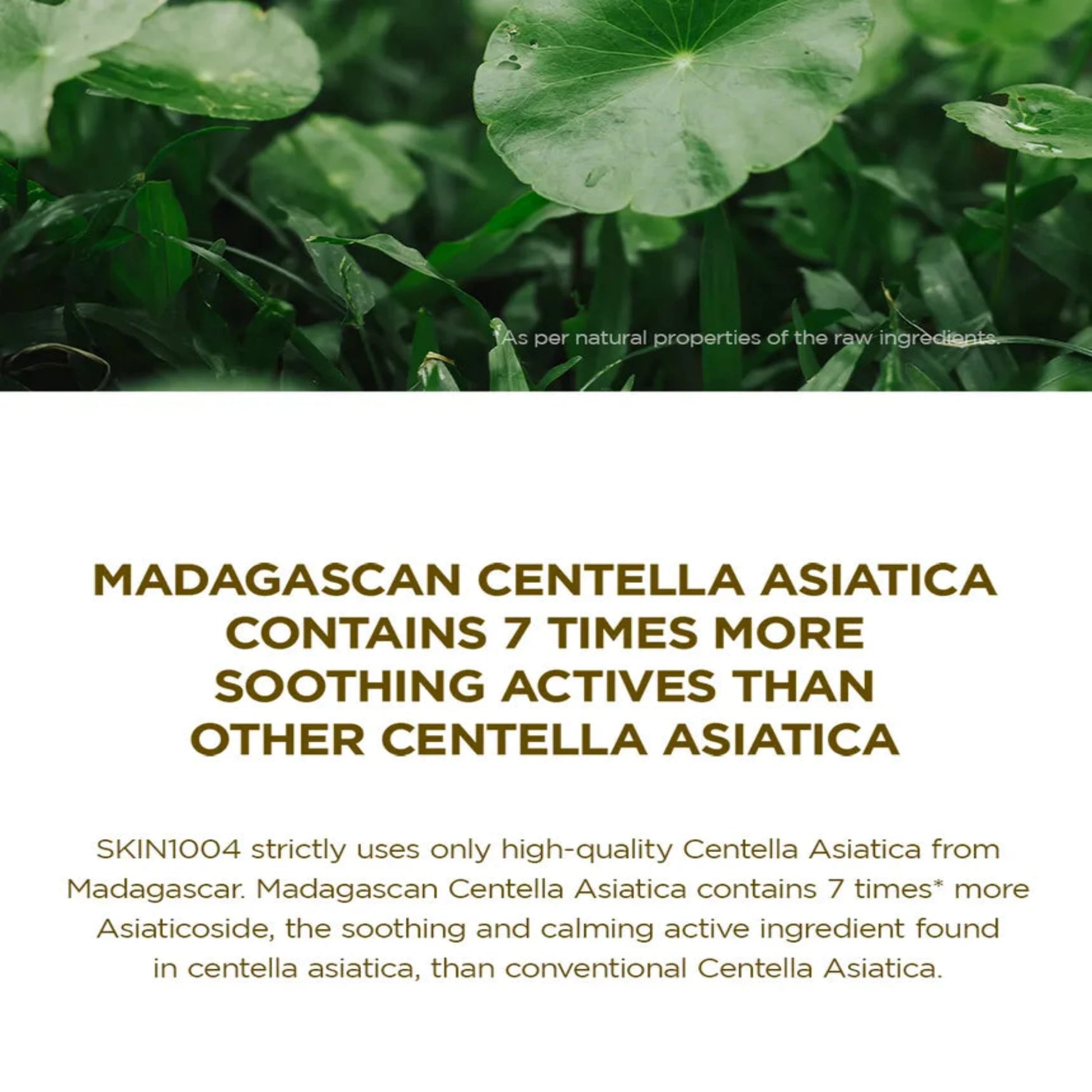 Korean serum SKIN1004 Madagascar Centella Ampoule with 100% pure centella asiatica extract. This powerful serum soothes irritation, enhances deep hydration, and strengthens the skin barrier. Ideal for reducing redness and improving overall skin texture, it absorbs quickly to leave the skin calm, radiant, and revitalized.